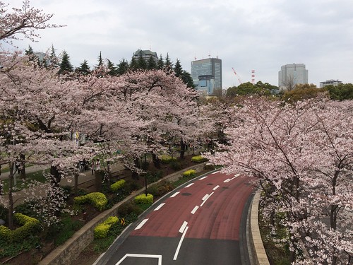東京ミッドタウンの桜 2016.4.1