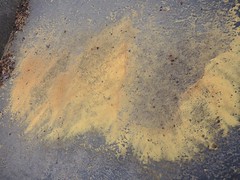 Dry pollen puddle