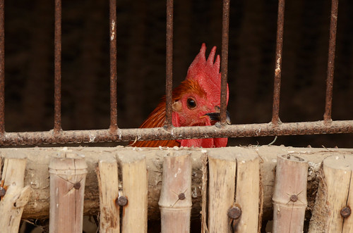 Jailed Chicken