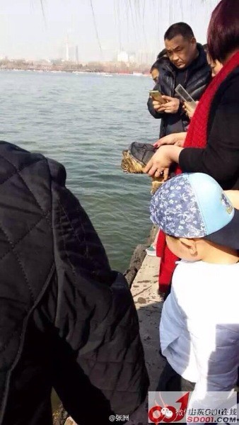 People in Daming Lake to set free the snapping turtle or impact on the ecological environment