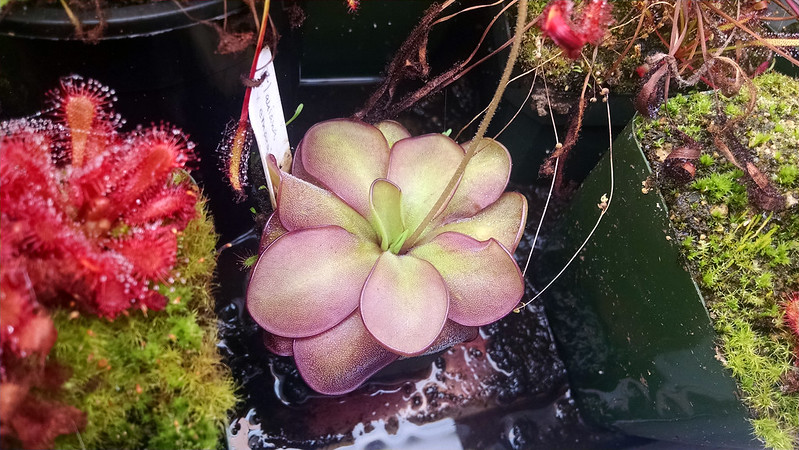 P. laueana × emarginata, 1-9-2016.