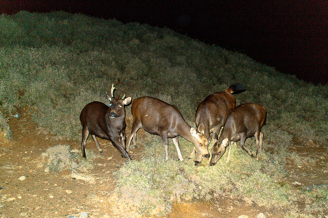 一群水鹿正在啃食沾到人類尿液的矮箭竹樹葉。圖片來源：蔡日興。