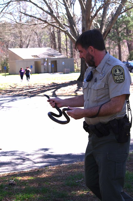 Ranger Brad with a harmless black snake at York River State Park in Virginia