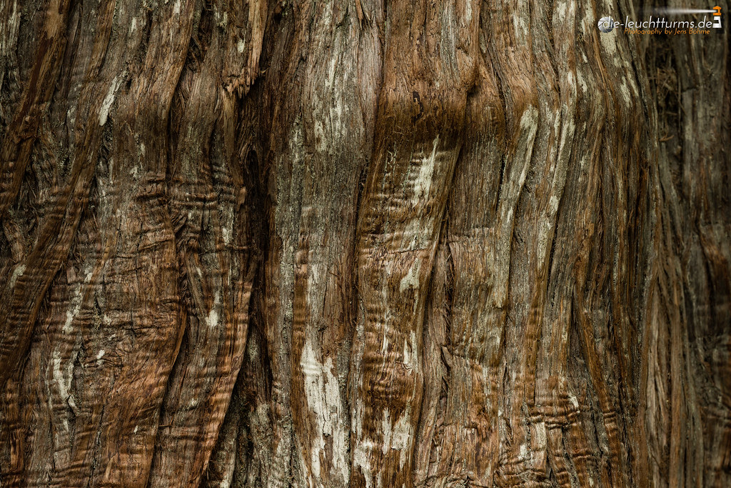 Douglas fir bark structure