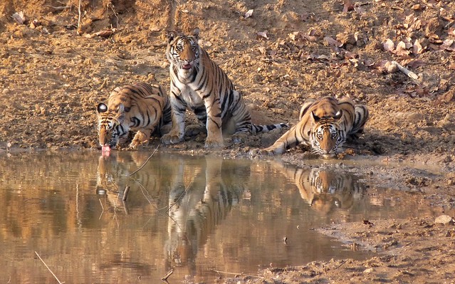 Tigres en Bandhavgarh (India)