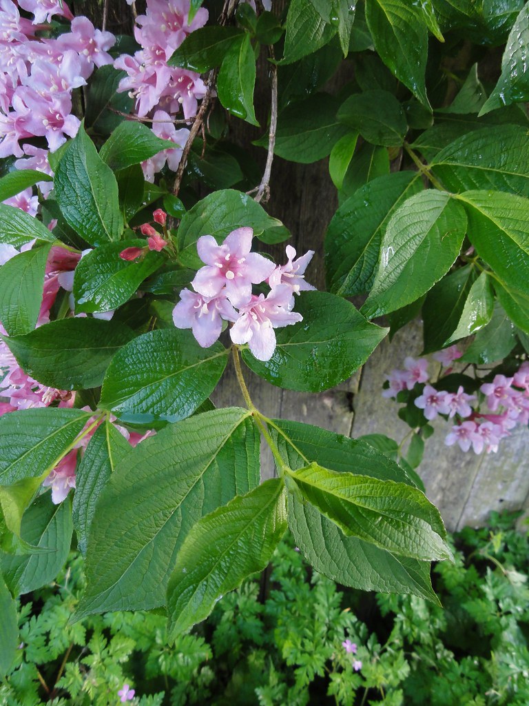 Image shows the leaves, with some clusters of flowers visible. The leaves are fairly large, oval-shaped with a well-defined drip tip, and prominent veins.