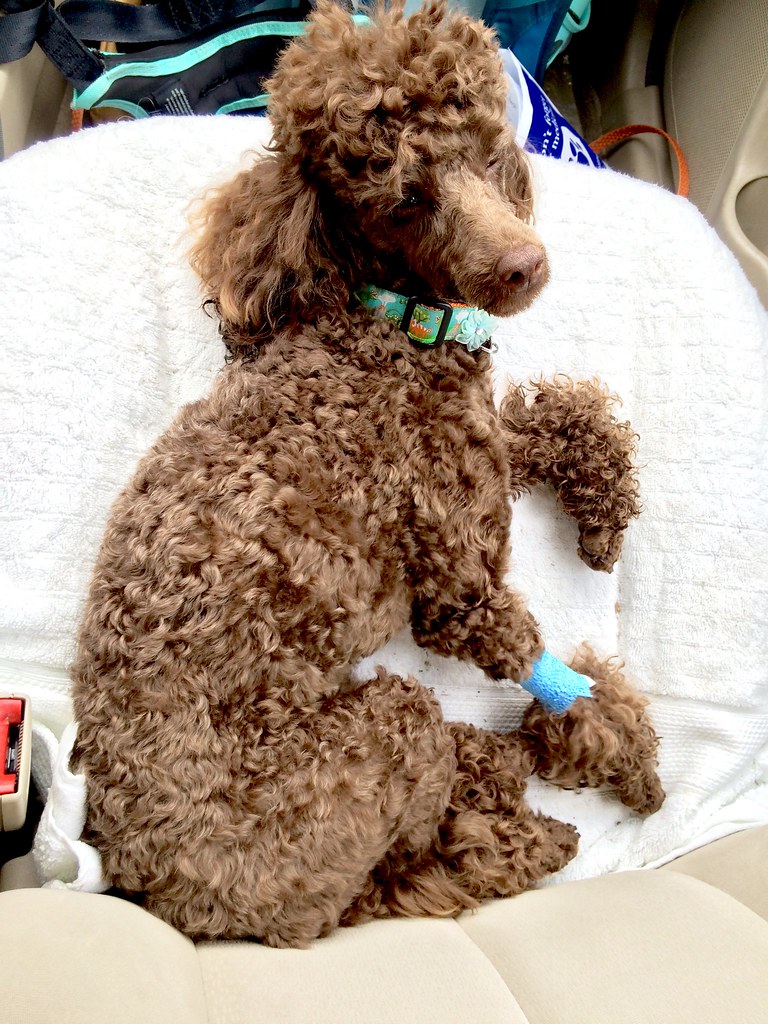 when should i spay my toy poodle