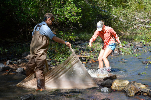 Brian Helms and a student using a net to catch crayfish in a stream