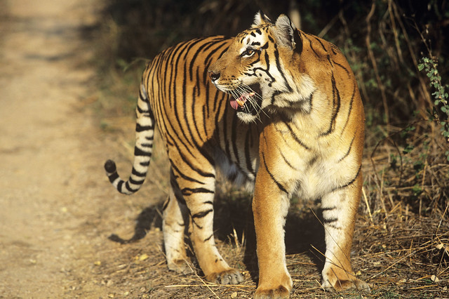 印度虎。圖片來源：WWF。