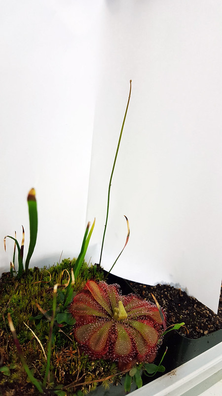 Utricularia praelonga.