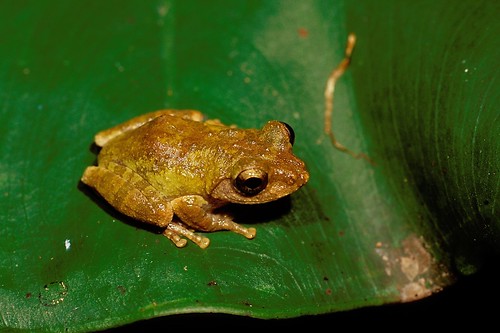 王氏樹蛙是以兩棲生物研究學者王慶讓為名。圖片來源：台北市立大學提供。