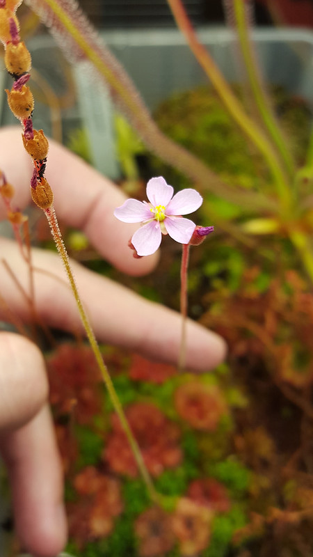 Drosera natalensis flower.
