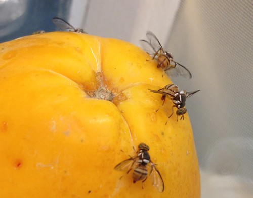 Oriental fruit flies on papaya