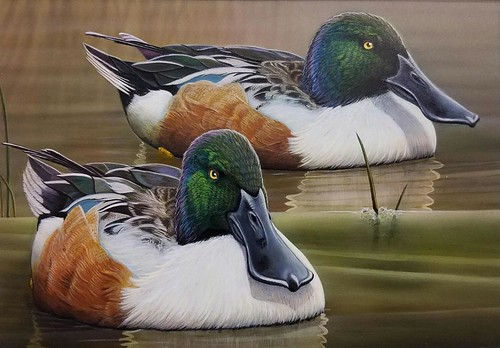 Painting of two duck in the water. Brothers by Richard Menard