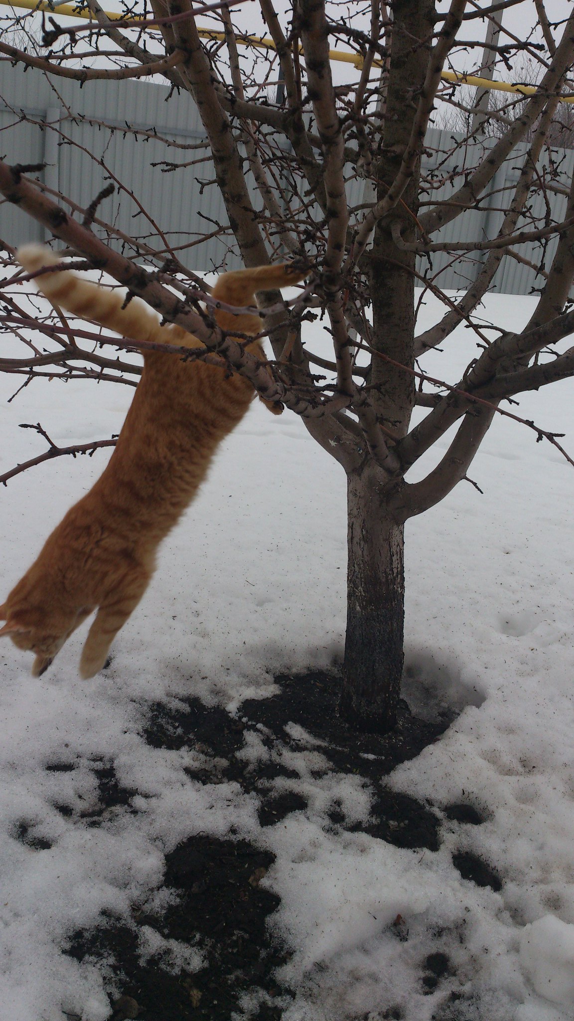 Трёхмесячный котёнок, лазающий по деревьям. 