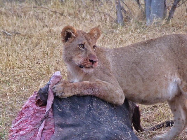 León comiendo búfalo en Savuti (Botswana)