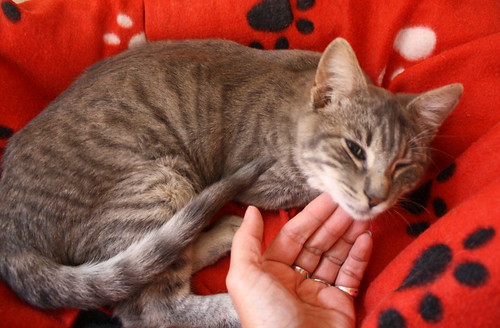 Luka, gatito azul ruso tabby esterilizado con ojo velado nacido en Agosto´15, en adopción. Valencia. ADOPTADO. 23854326780_6357e43f7d