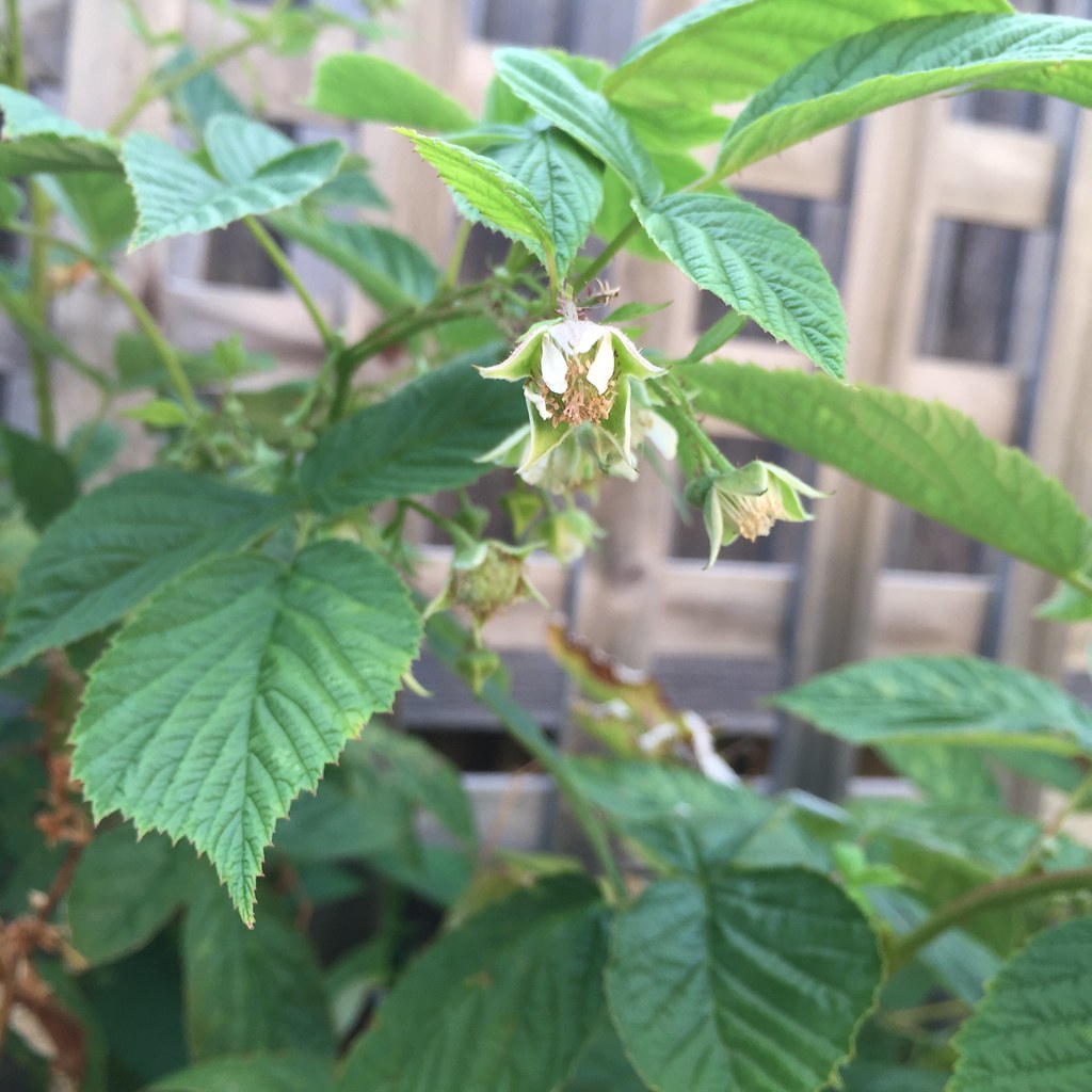 raspberry blossom, with the beginnings of berries