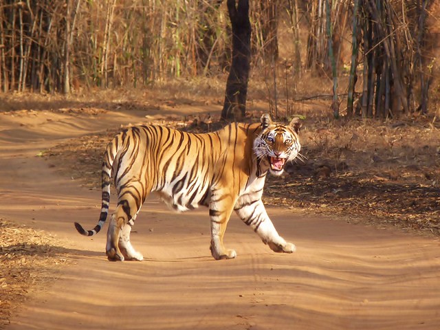 Tigre de Bengala en Bandhavgarh (India)