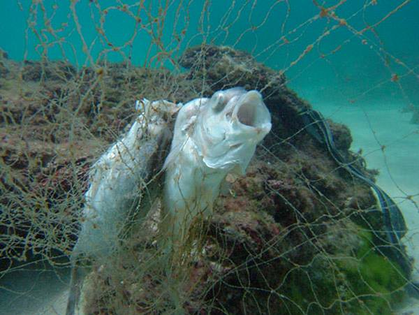 鬼網（Ghost Net）－因人為疏忽遺失、損毀被丟棄而到處漂流海中的網具，即使已損毀無人使用，仍纏繞著珊瑚礁，造成珊瑚礁壞死，也持續進行「漁撈」造成掛網死亡，屠殺著海洋生物而得名。攝影：朱雲瑋。