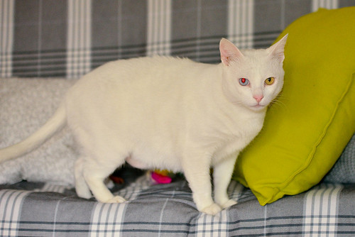 Duque, gato Blanco de ojos Dispares esterilizado súper dulce positivo a inmuno, nacido en 2011, en adopción. Valencia. ADOPTADO.  24905009010_6ffa72b4a8