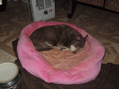 Hyzzie kicked her bed closer to the heater