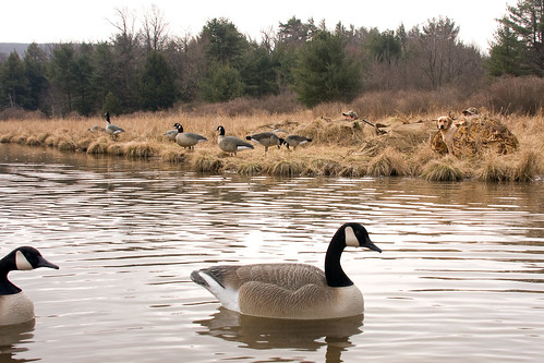 Photo of Canada geese during hunting season