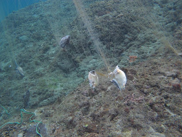 廢棄的漁網又稱「幽靈漁網或鬼網（Ghost Net）」，對海洋生物的傷害是一直進行中，並非只是一次性傷害。李庭嘉攝