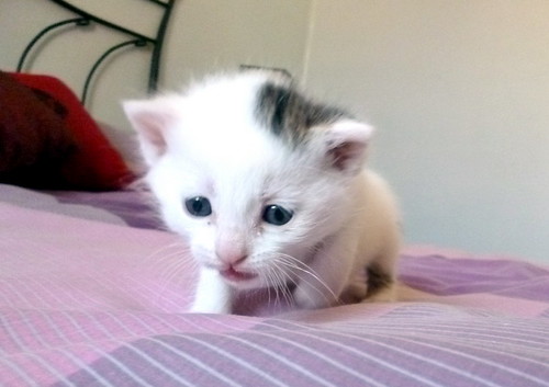 Nivia, gatita blanca con un toque pardo monísima nacida en Marzo´16 en adopción. Valencia. ADOPTADA. 26375866935_1ae0b53e56
