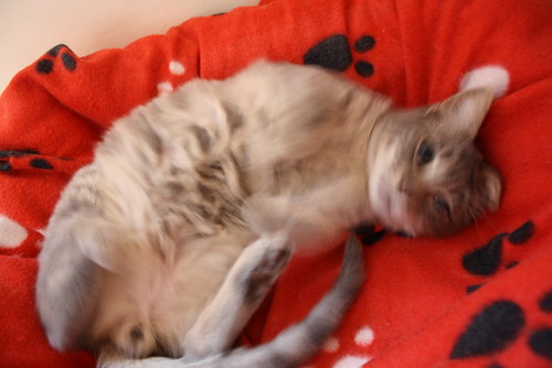 Luka, gatito azul ruso tabby esterilizado con ojo velado nacido en Agosto´15, en adopción. Valencia. ADOPTADO. 23782158919_ae23af1de2