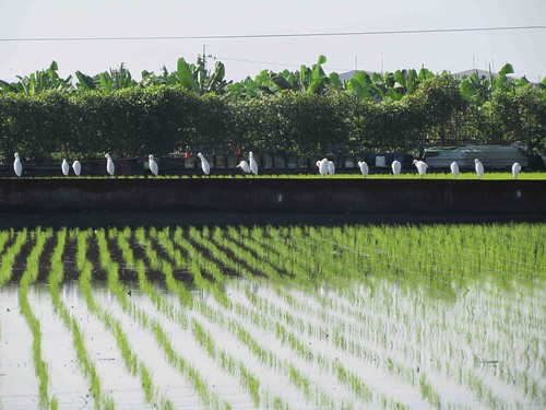 白鷺鷥是稻田最忠實的夥伴。攝影：李慧宜