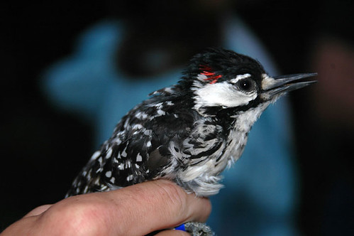 A Forest Service employee holding a red-cockaded woodpecker