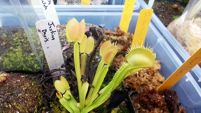 Dionaea muscipula 'Justina Davis'.