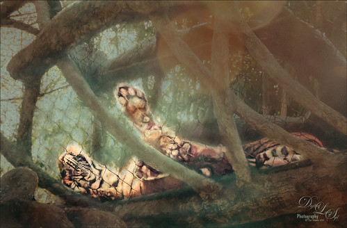 Image of a Sumatran Tiger taking a snooze
