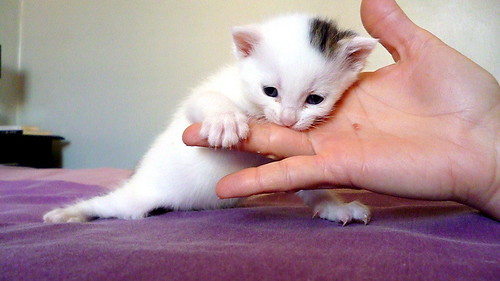 Nivia, gatita blanca con un toque pardo monísima nacida en Marzo´16 en adopción. Valencia. ADOPTADA. 25771045354_66a29bb224