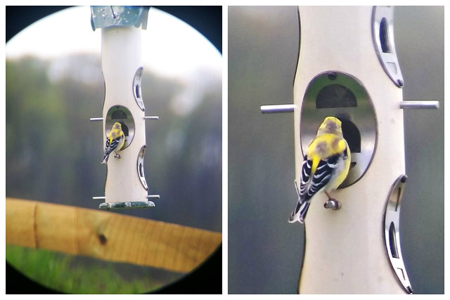 Patchy American Goldfinch molting into breeding plumage at Mason Neck State Park, Virginia