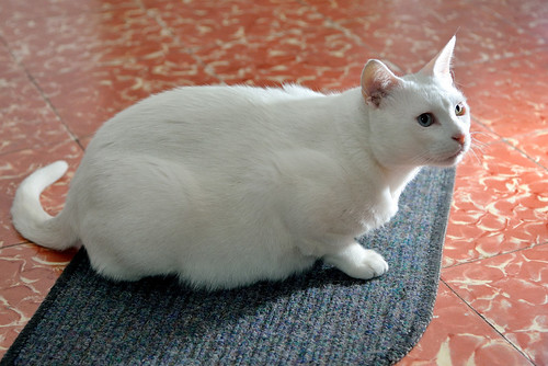 Duque, gato Blanco de ojos Dispares esterilizado súper dulce positivo a inmuno, nacido en 2011, en adopción. Valencia. ADOPTADO.  25107402651_ce377b2d5f