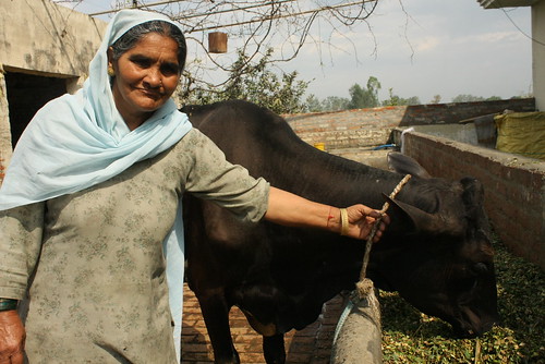 Sanjiv's mother, who insisted in keeping the family cows in the family business