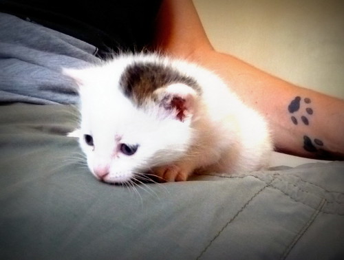 Nivia, gatita blanca con un toque pardo monísima nacida en Marzo´16 en adopción. Valencia. ADOPTADA. 26349972886_d29a38a27b