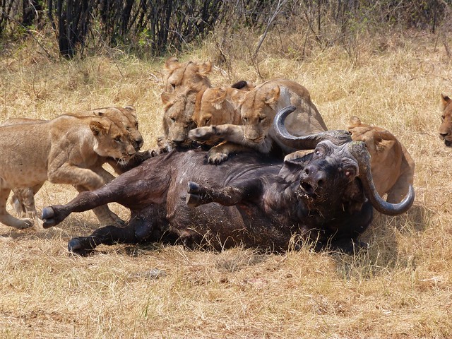 Leones tumban a un búfalo en Savuti (Botswana)
