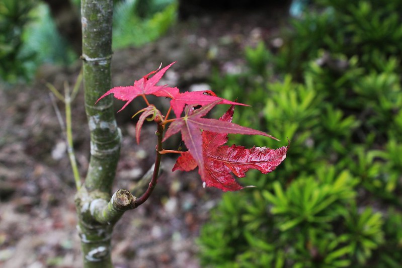 青楓的葉子轉紅了，黃榮堃笑說，這裡有可以賞楓。攝影：廖靜蕙