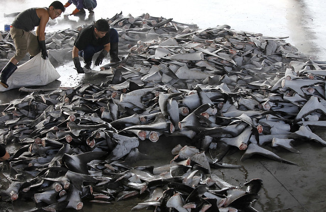 台灣雖有先進的「鯊魚鰭不離身」，都因稽查配套不足難以執行，形成法律漏洞。圖片來源：台灣綠色和平組織
