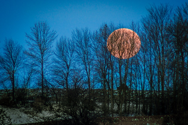 Full Moon, Moon, Trees, Winter, Blue, Landscape