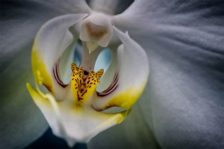Orchid Showcase, Denver Botanic Gardens