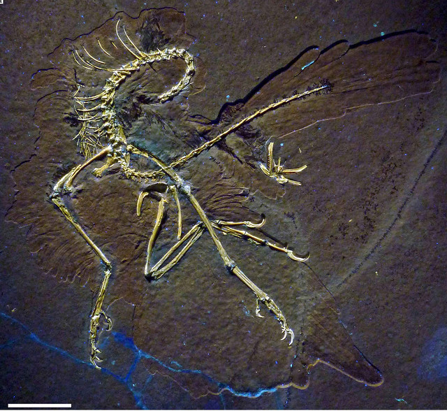 第 11 件始祖鳥標本。目前仍是屬於私人收藏的標本。圖片取自：Foth, C., Tischlinger, H., and Rauhut, O. W. M. 2014. New specimen of Archaeopterx provides insights into the evolution of pennaceous feathers. Nature 511: 79-82.