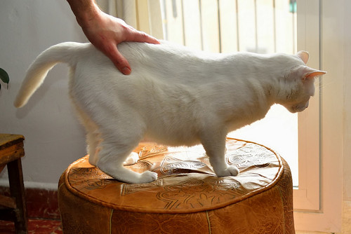 Duque, gato Blanco de ojos Dispares esterilizado súper dulce positivo a inmuno, nacido en 2011, en adopción. Valencia. ADOPTADO.  25200634025_6c72f60e5f