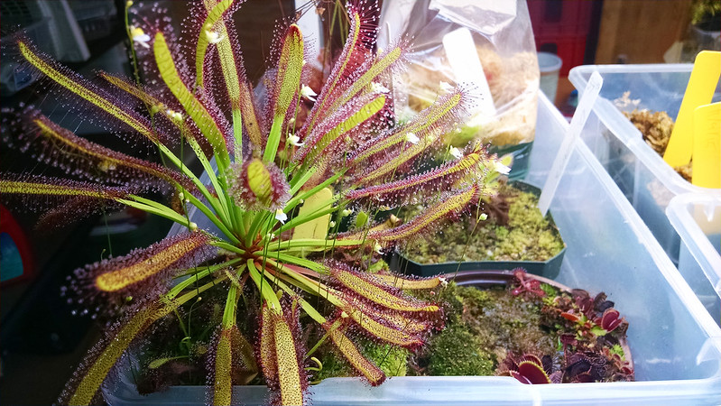 Utricularia bisquamata among the Drosera capensis wide leaf.