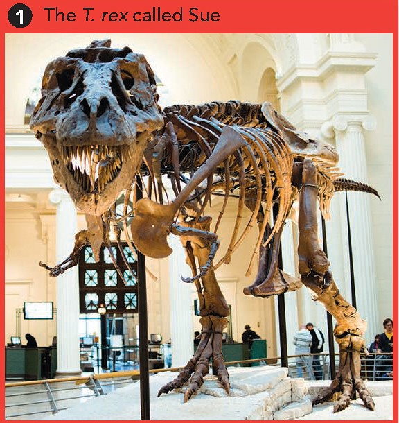 展示在菲爾德博物館（Field Museum of Natural History）的暴龍「蘇」。圖片取自：Pringle, H. 2014. Selling America's fossil record. Science 343: 364-367.