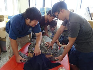 救傷團隊移除附生藤壺。圖片來源：程一駿提供