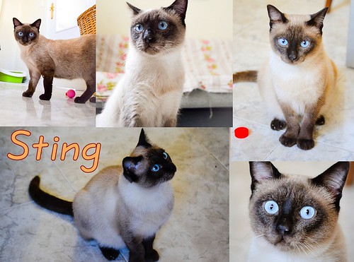 Sting, gato siamés de ojazos azules excelente compañero, nacido en Agosto´13, en adopción. Valencia. ADOPTADO. 24483289241_dc41eb95c5